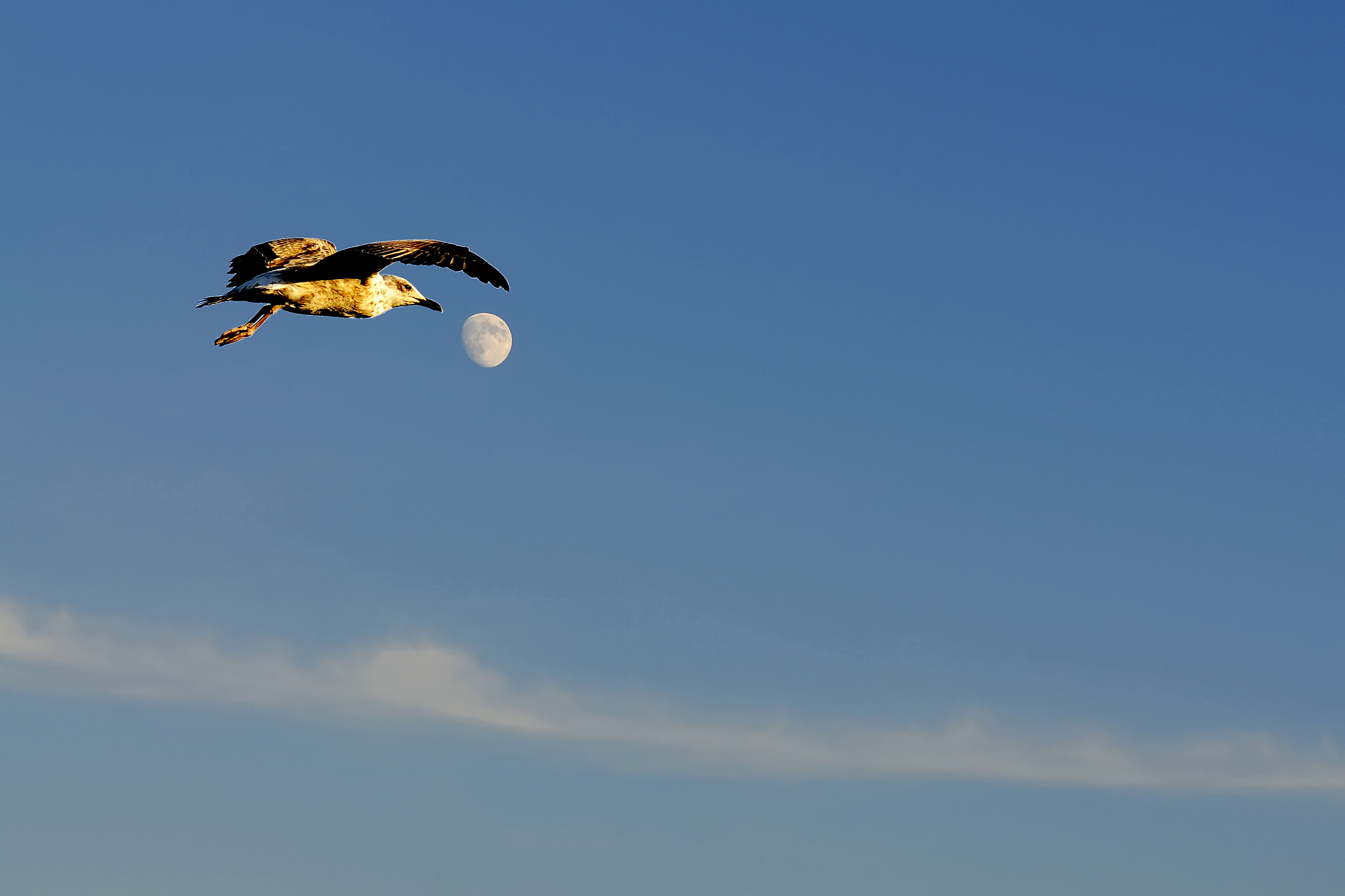 月球重力影响鸟类飞行时间吗？