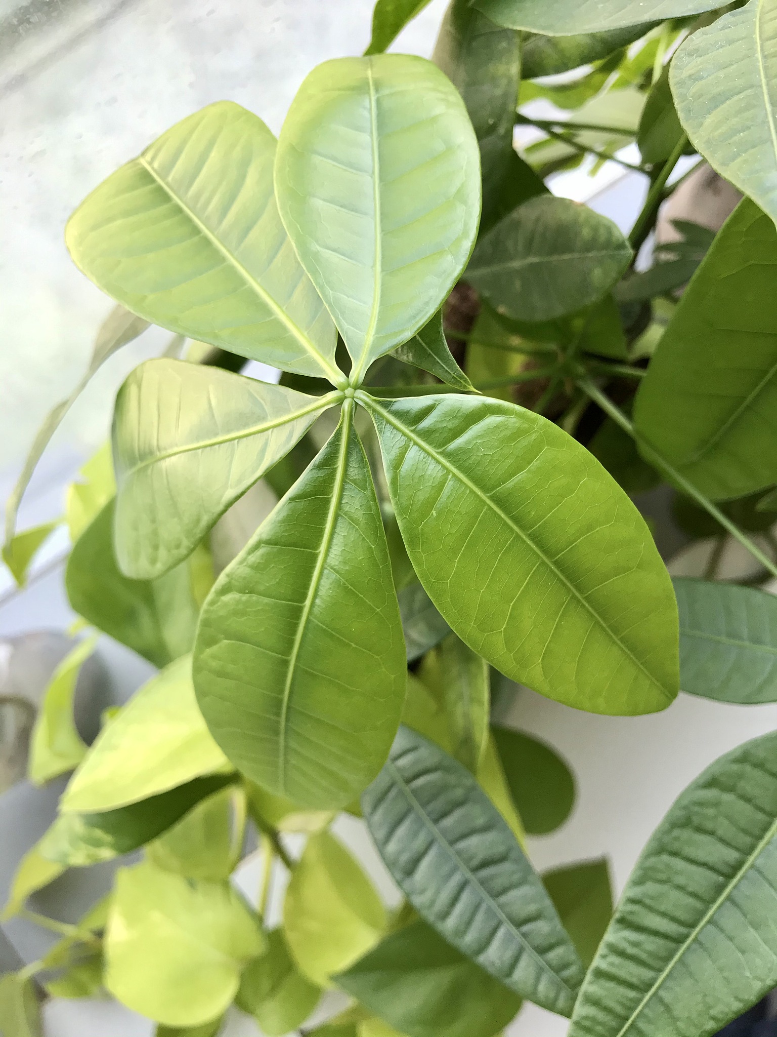 plant leaves