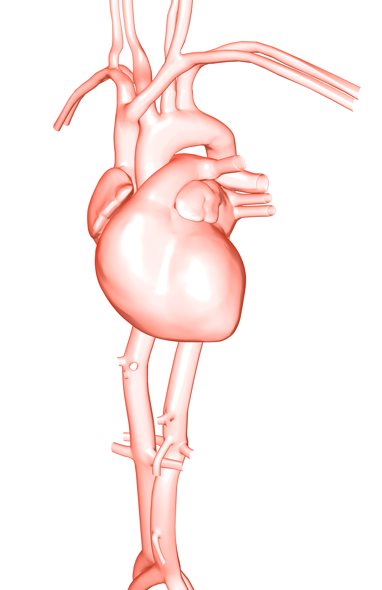 肺循环流程用－这个排列