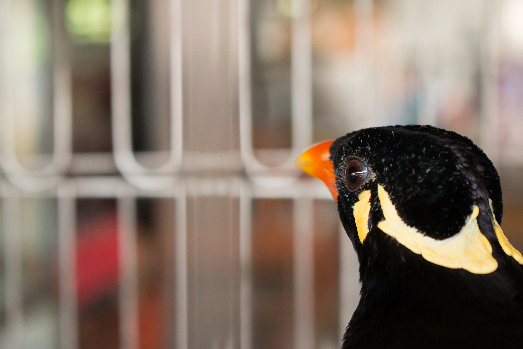 正则表达式中 () 的用法：分组与捕获匹配结果