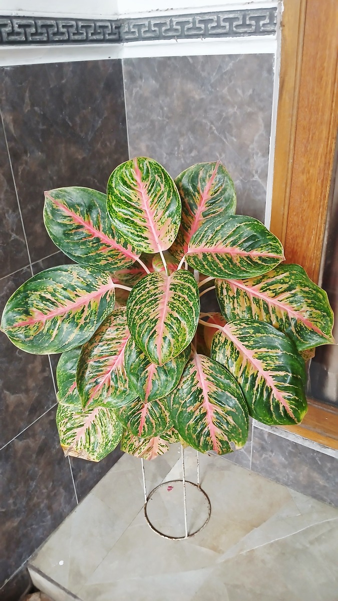 波浪竹芋的养殖方法和注意事项要记住400字