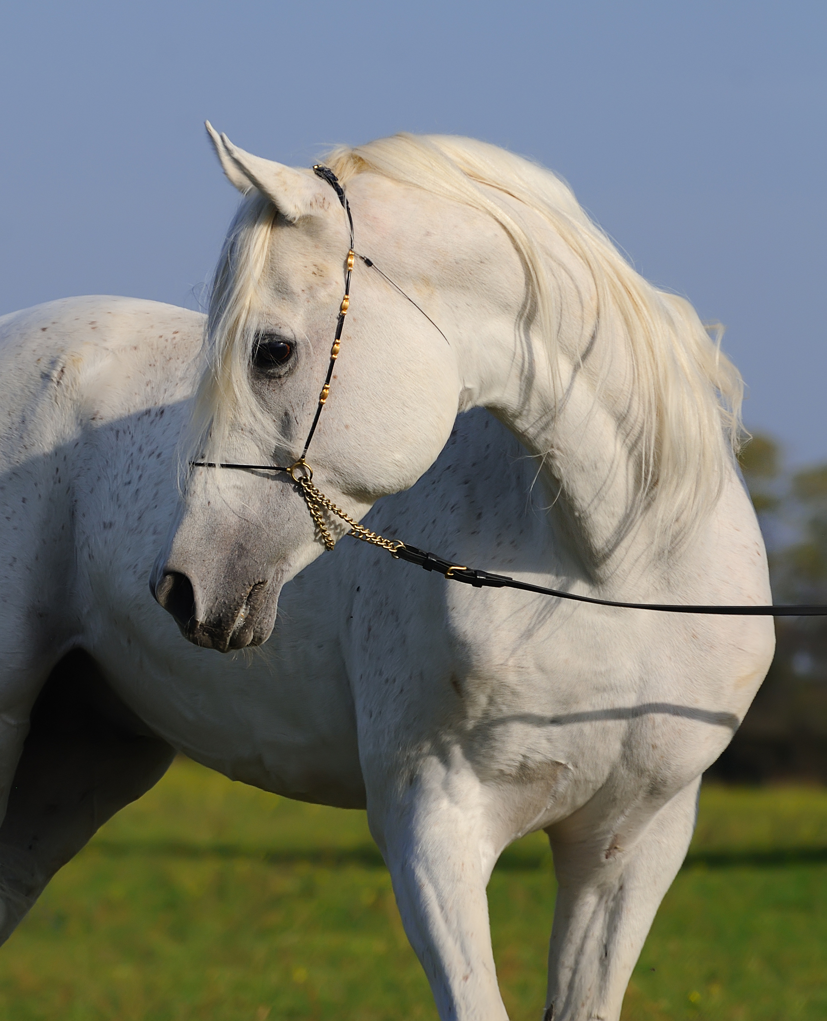 white arabian horse