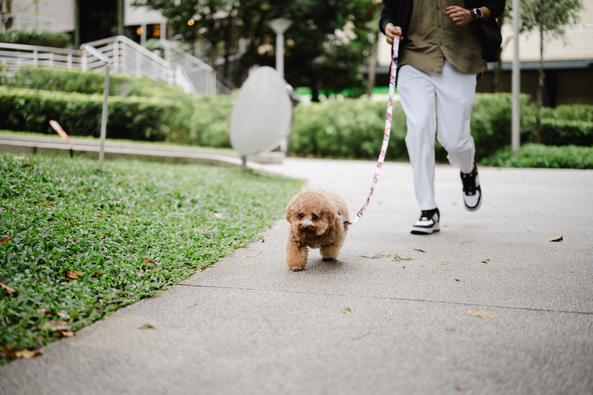 根据以下内容写出一条30字左右的短视频标题：有人说想养狗应该先把养狗的义务承担起来你怎么看？