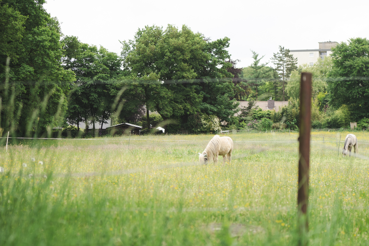 '没关系'的含义：关于马匹速度和关怀的思考