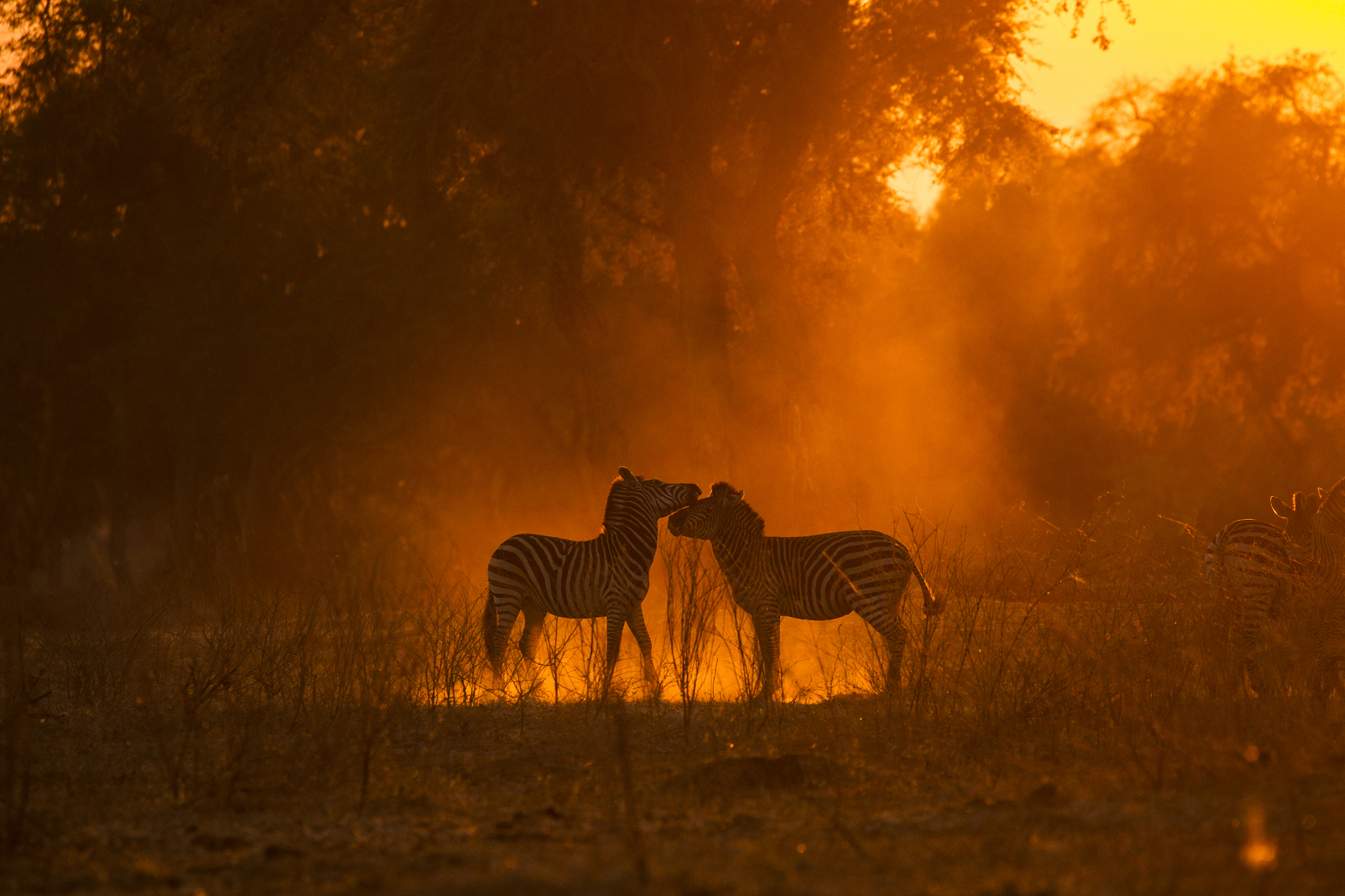burchell's zebras (equus burchelli) in dusty mana pools national