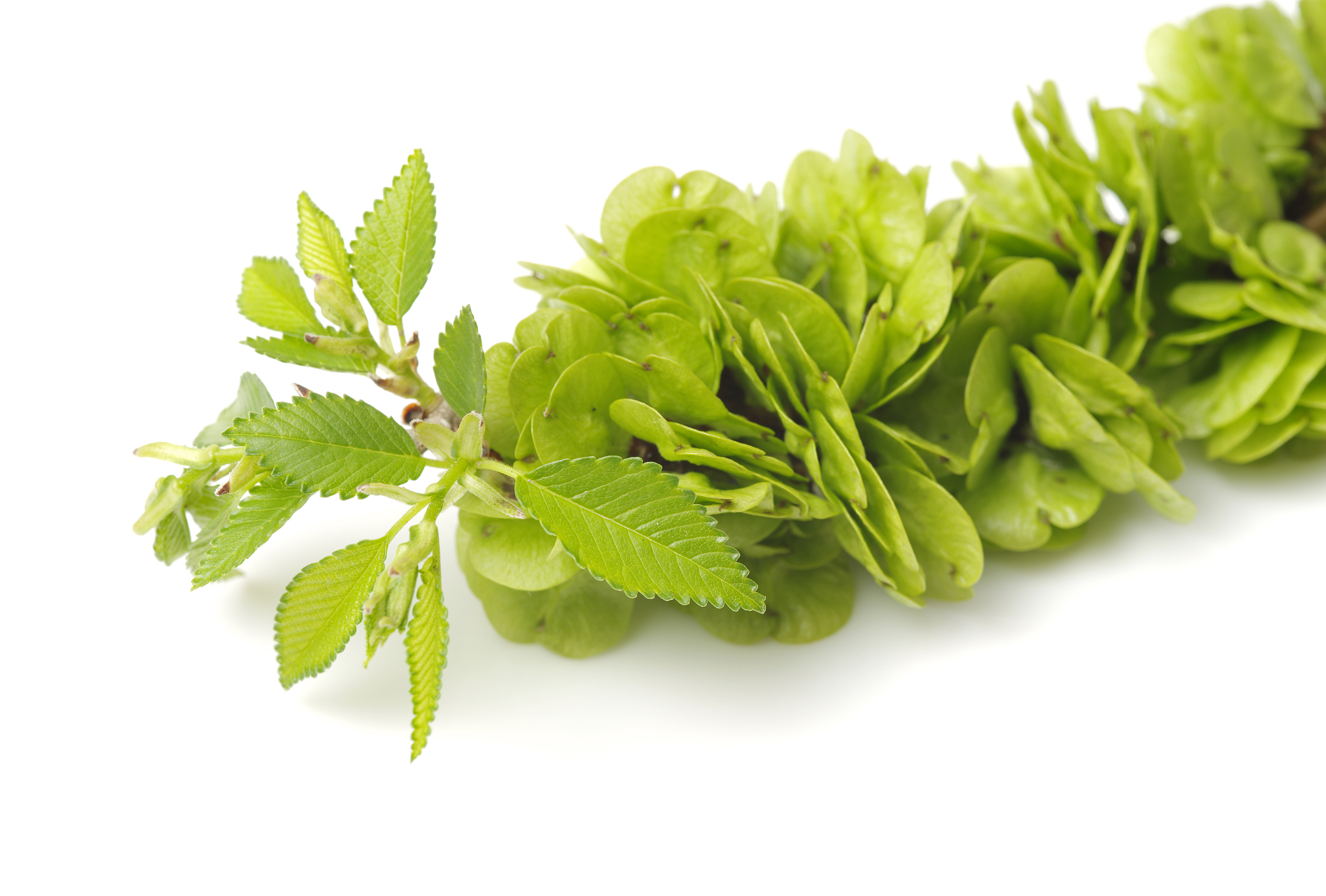 一亩3X4鱼鳞坑需要多少斤榆树种子？