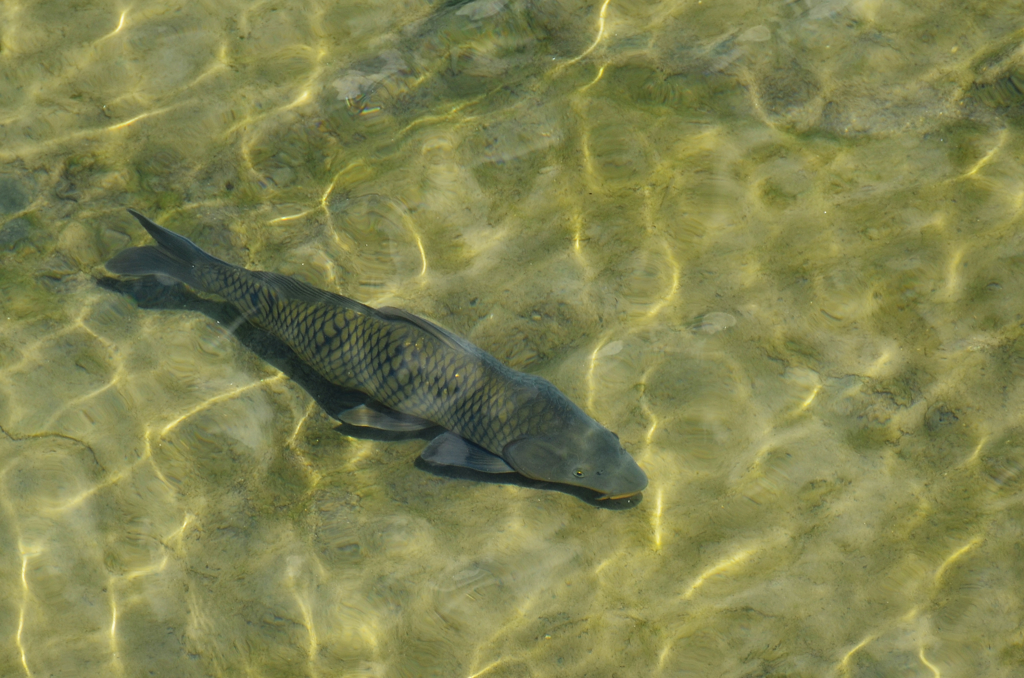高原鳅：拉萨河生态系统的关键物种