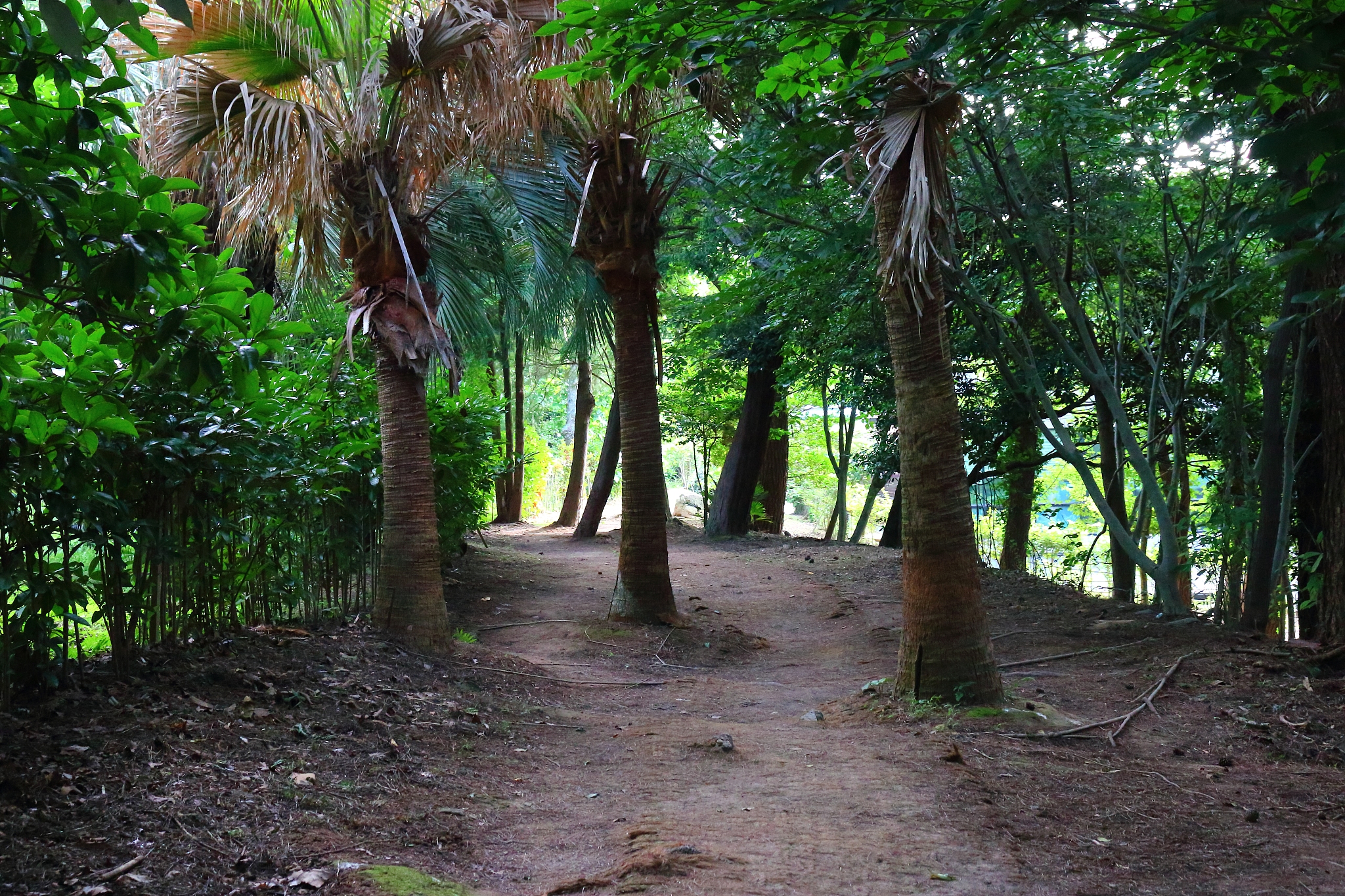 la arboretum, parks, forests, forest,