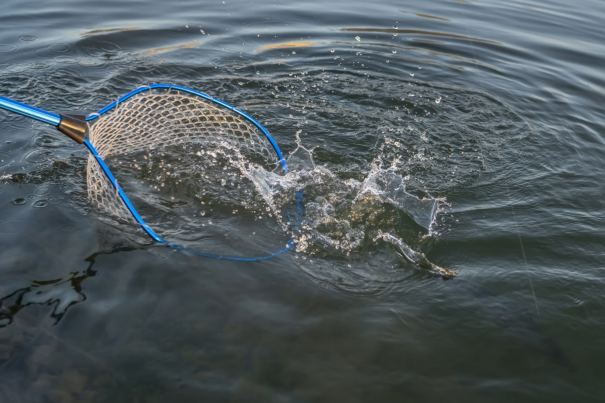 如何让鱼儿远离水中的特定区域？