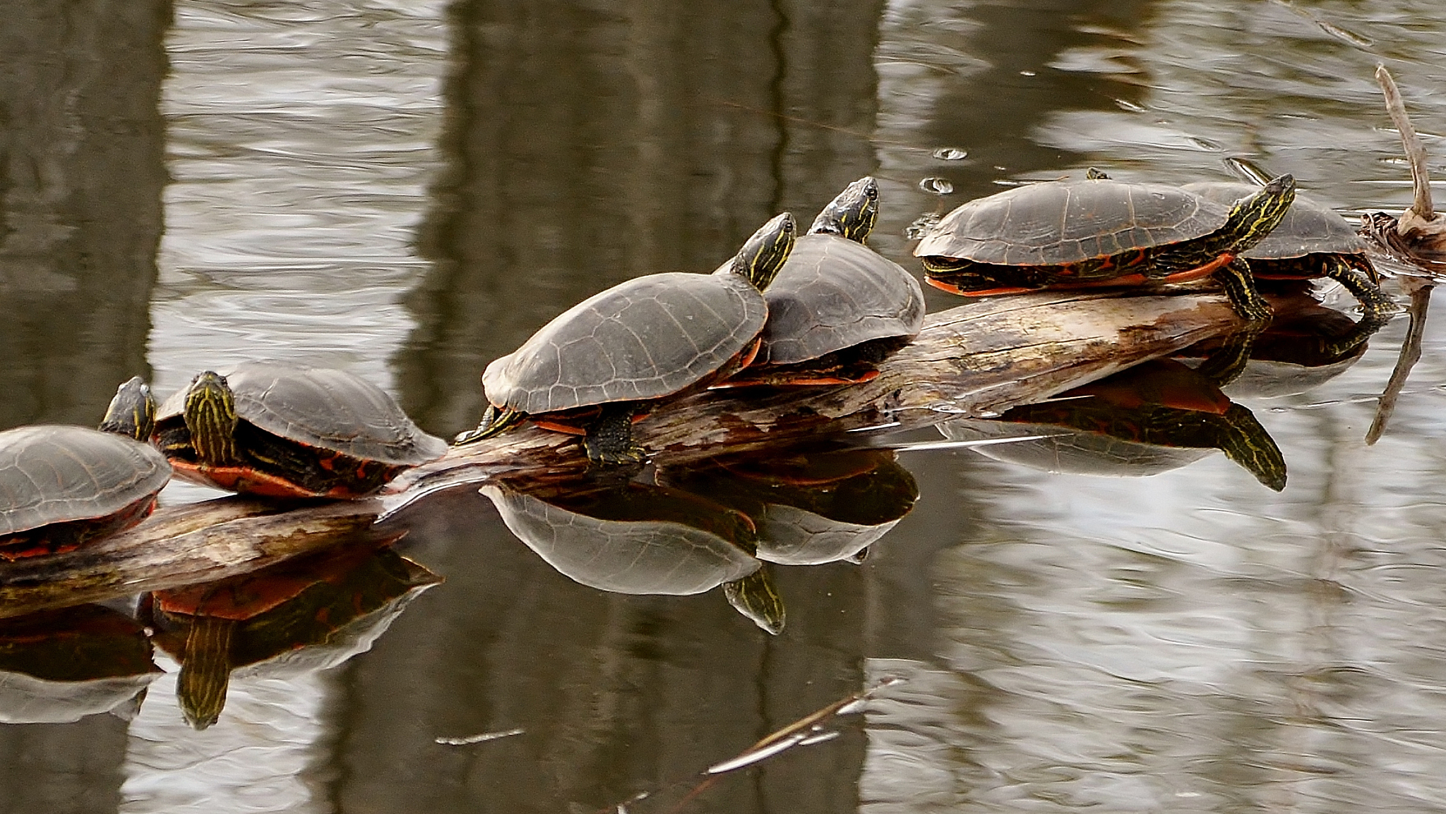 turtlefd解释这行代码