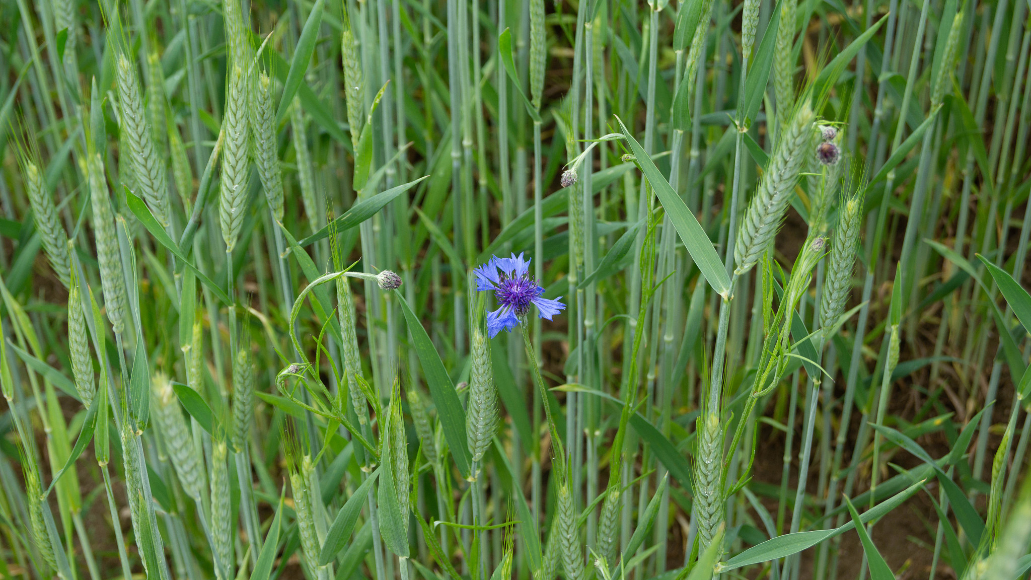 field