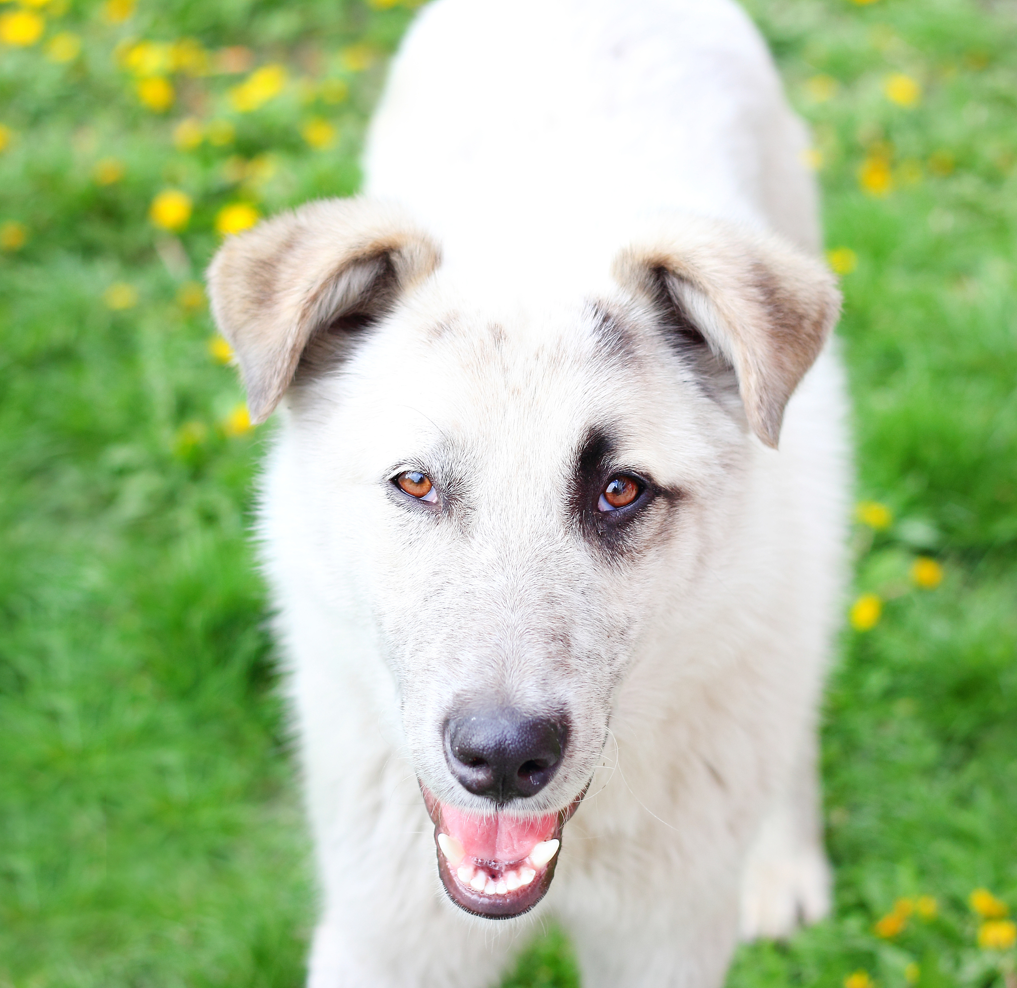 犬科动物身上的过敏原包括哪些分子？