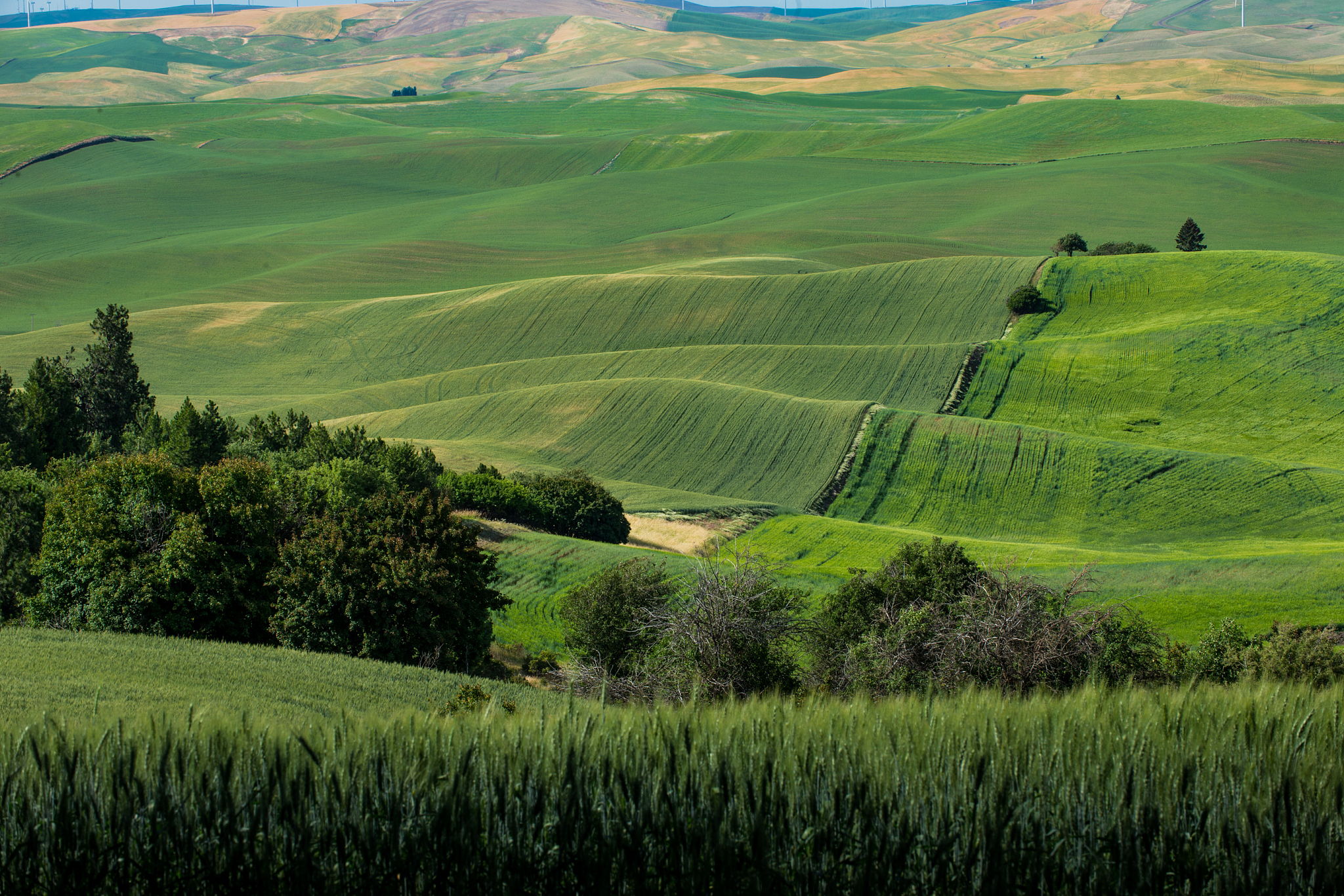 view of steptoe butte, palouse country in eastern washington