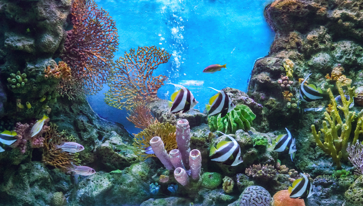 探秘神奇海底国度：多彩生物、神秘洞穴和闪耀光芒