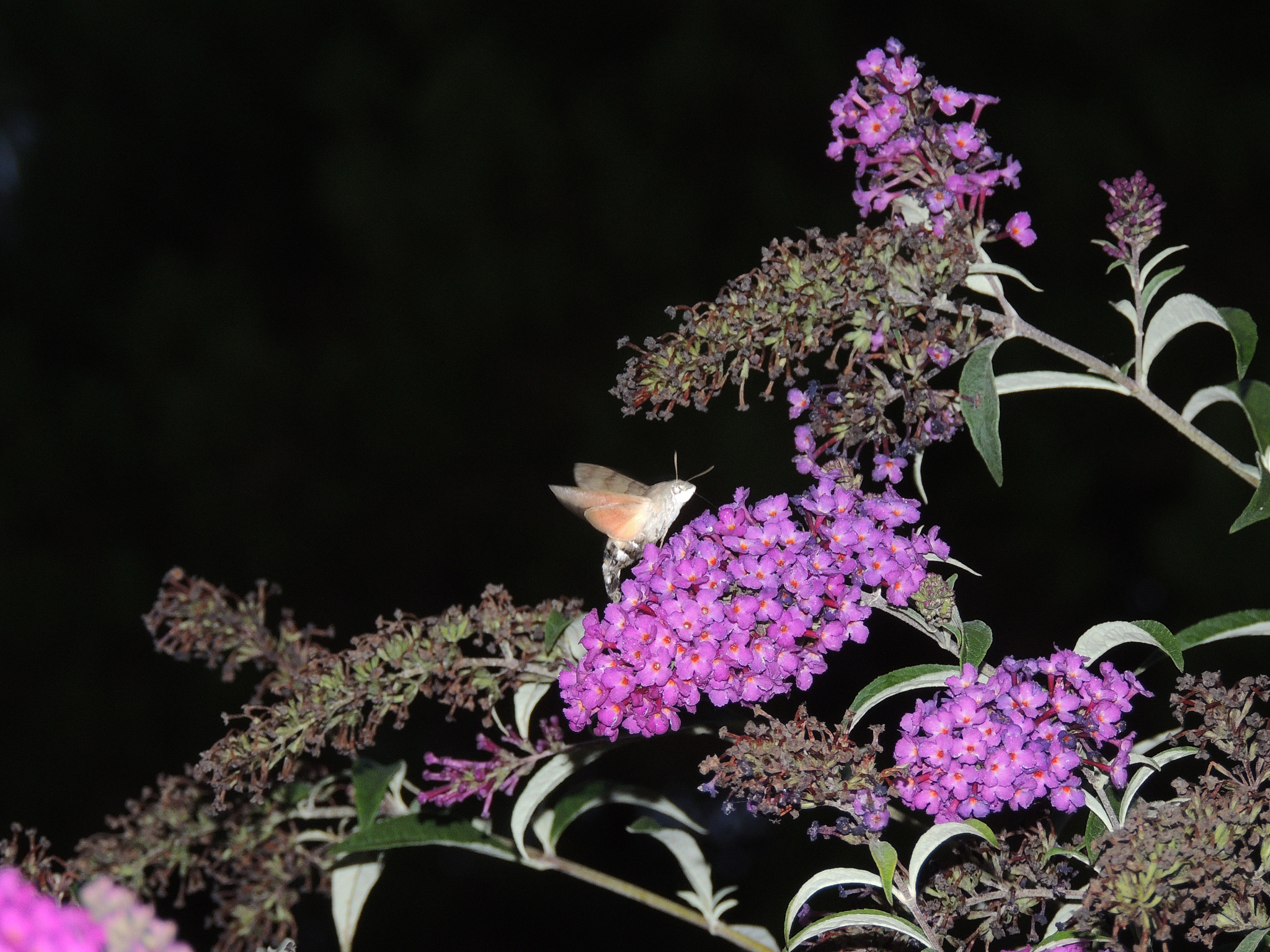 Persentase Anak Berambut Ikal dari Pernikahan Cc dan cc
