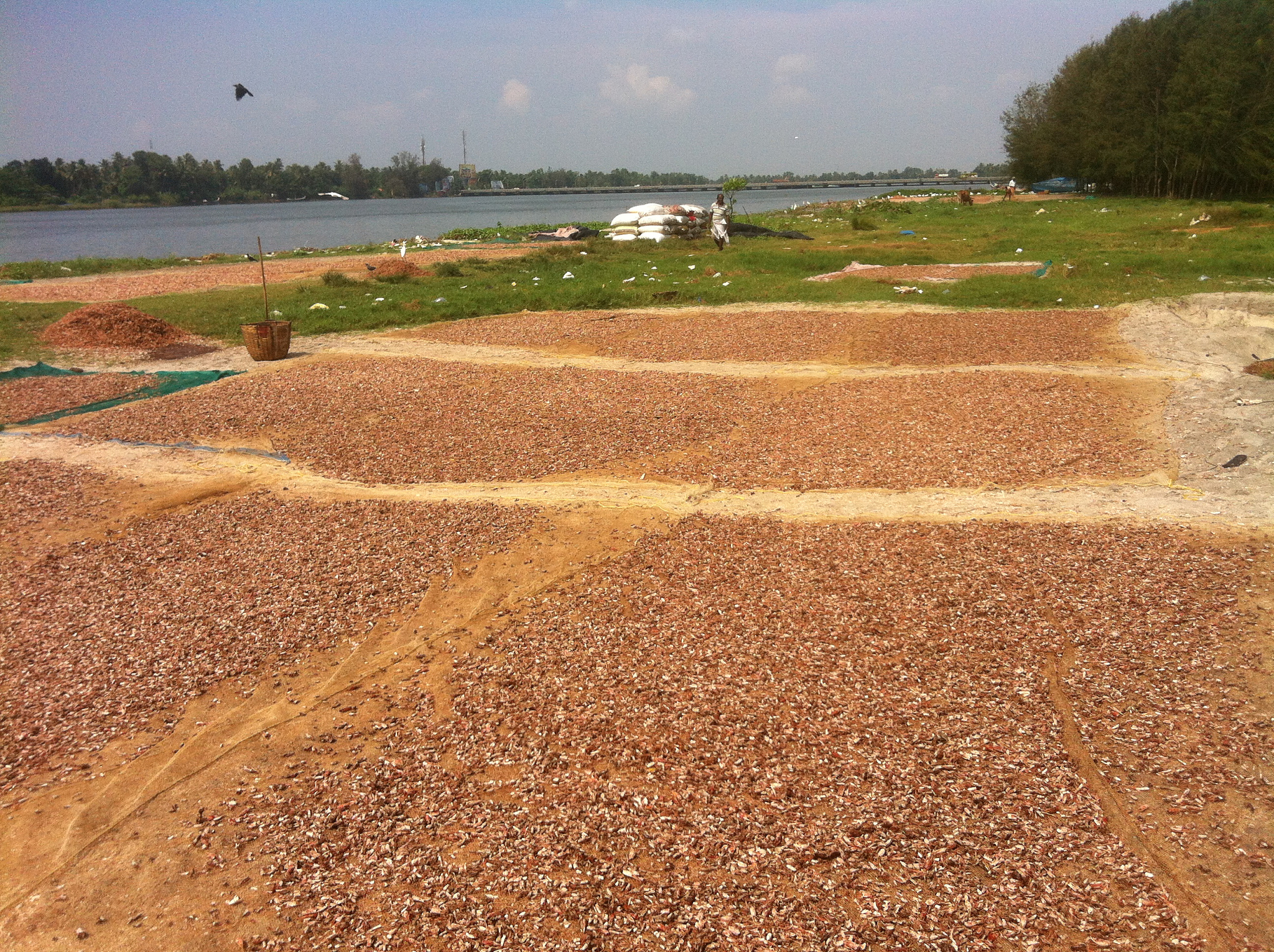 野生大豆饲料：提高动物营养、降低成本和污染