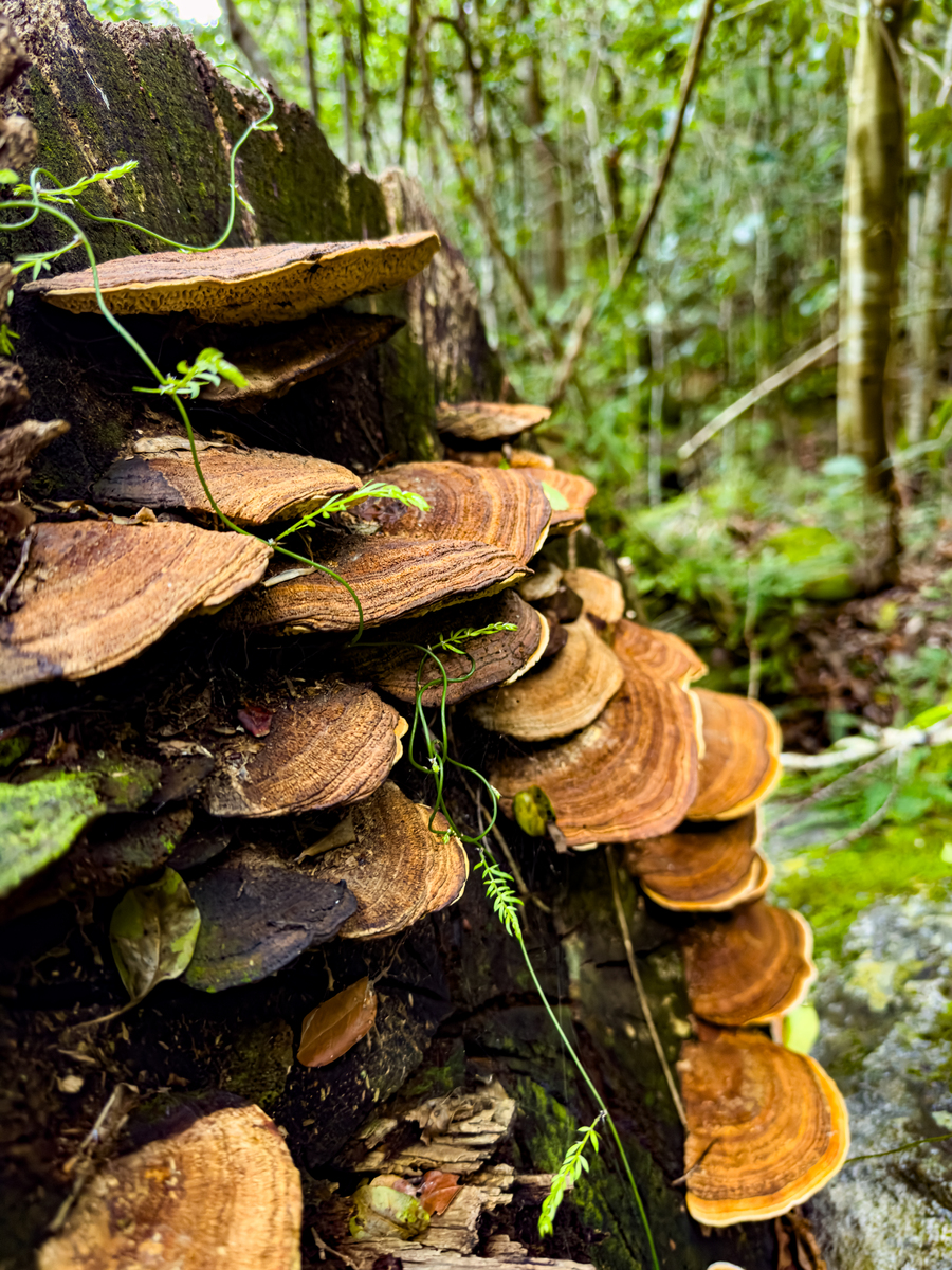 蜜环菌与天麻的区别:功效、用途及生长环境