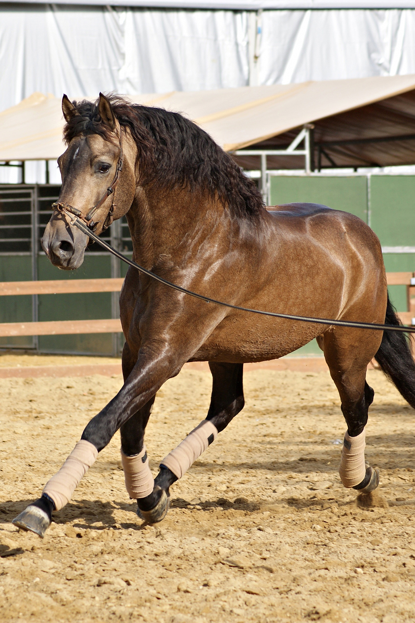 beautiful portrait of a buckskin spanish stallion horse trotting