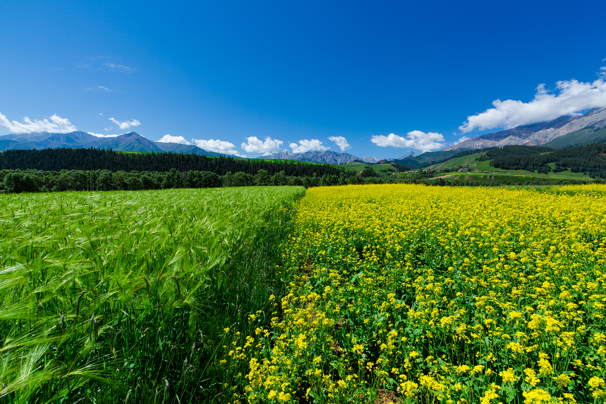 国家粮食青海青稞和牛羊肉交易中心: 供应商议价能力分析
