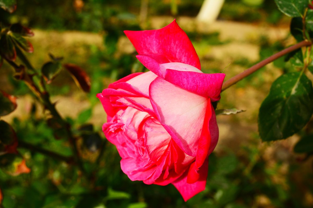 甘肃东方天润玫瑰科技发展股份有限公司