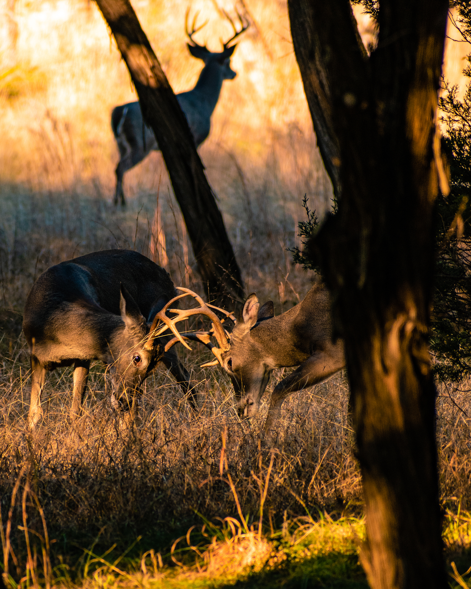 Outdoor Photos: Capturing the Beauty of the Natural World