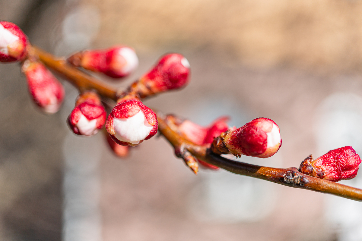 写一首诗：咏梅