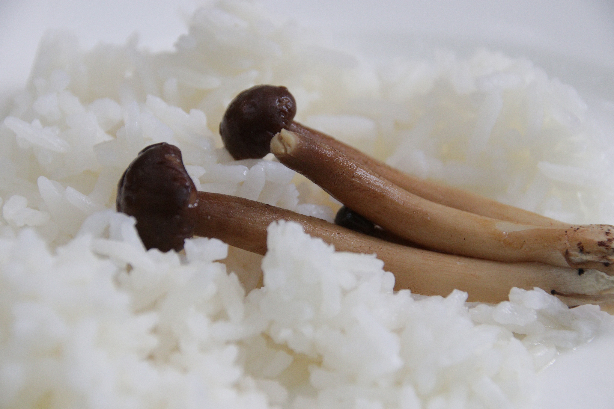 隔夜菌子可以吃吗
