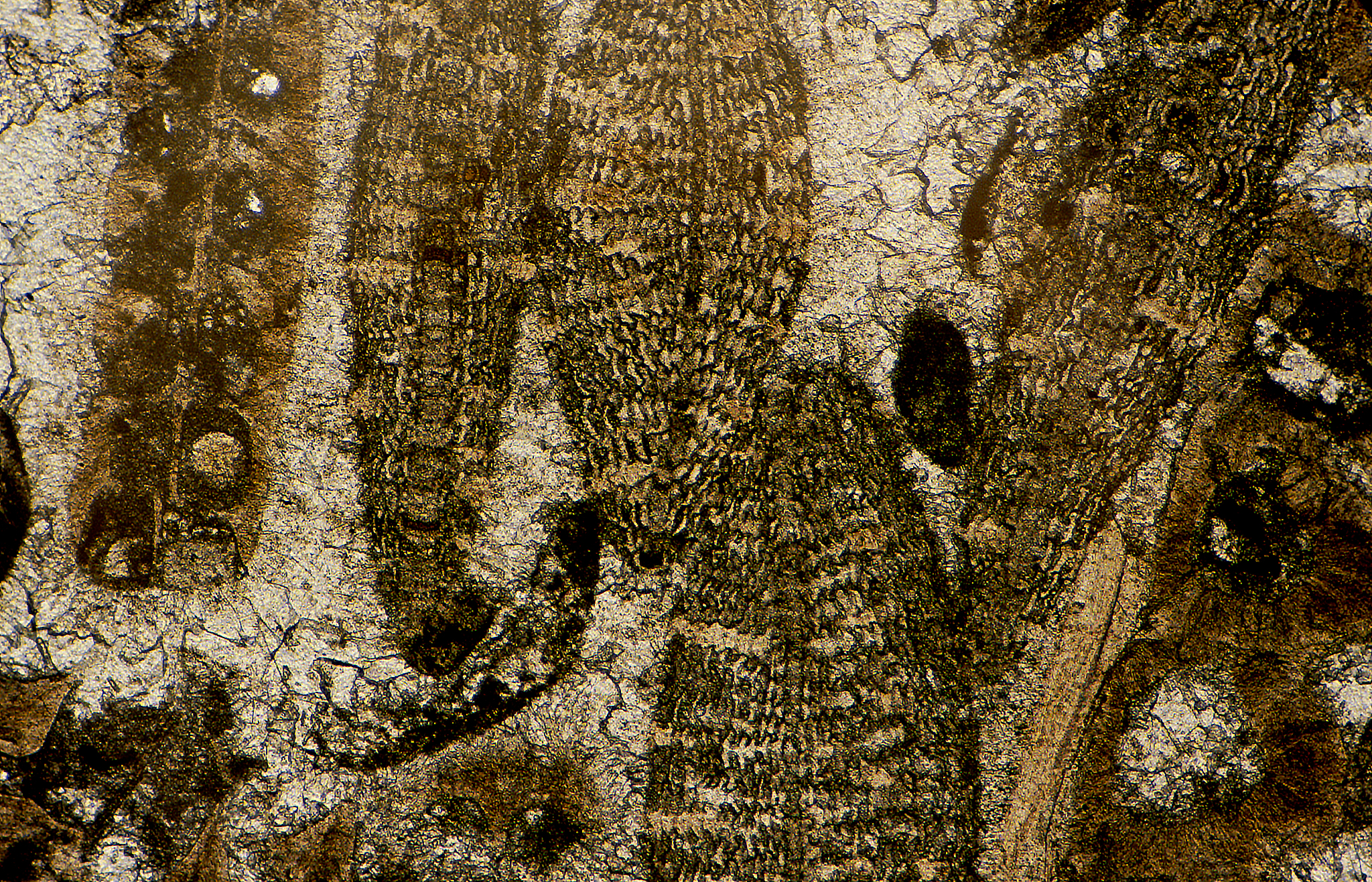 碳酸盐和蒸发岩期刊: CARBONATES AND EVAPORITES - 研究沉积环境、地球化学、古生物学等