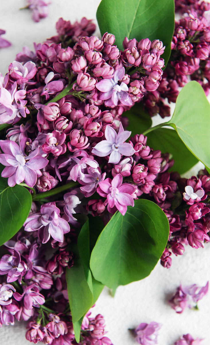 丁香花种植
,丁香花种植方法和时间