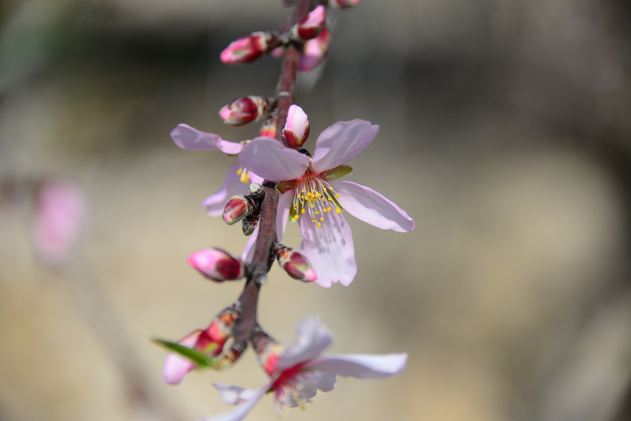 mandelblüte in spanien