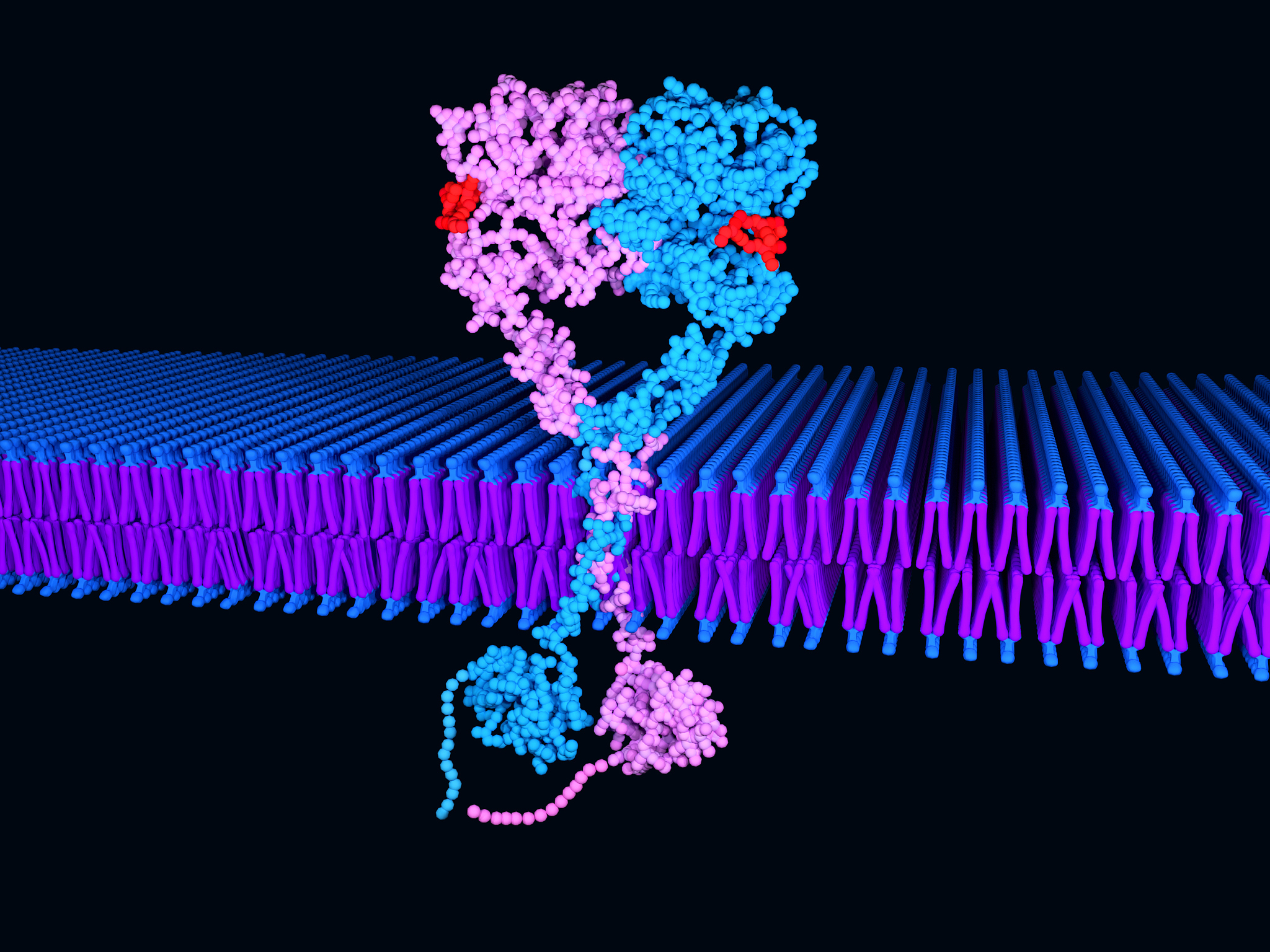 1阴、阳离子及中性去污剂对细胞膜稳定性的影响如何？原因是什么？