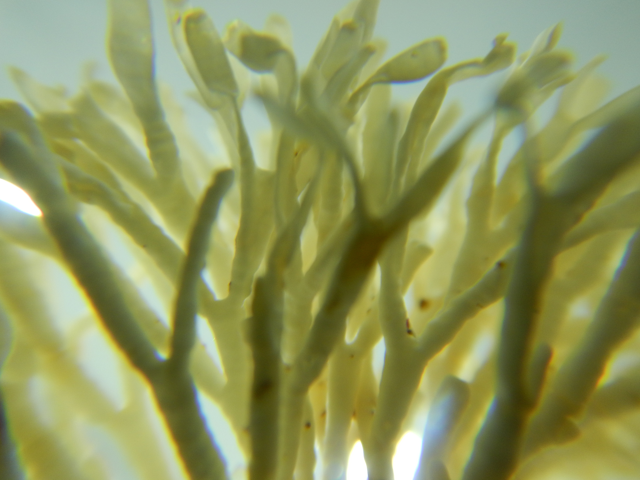 seaweed