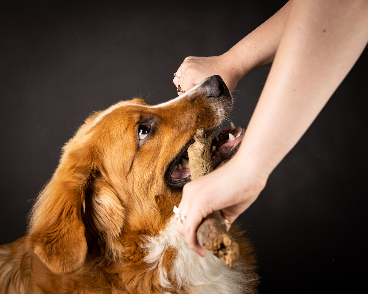 🐶解密狗狗爱被摸的真相！原来背后藏着这些秘密💕