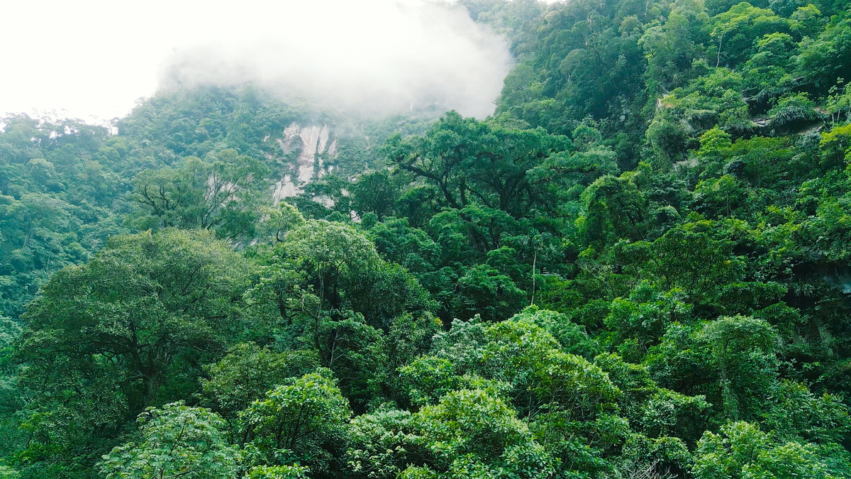 阿里山风景如画，林茂竹翠，山上仙境醉游人