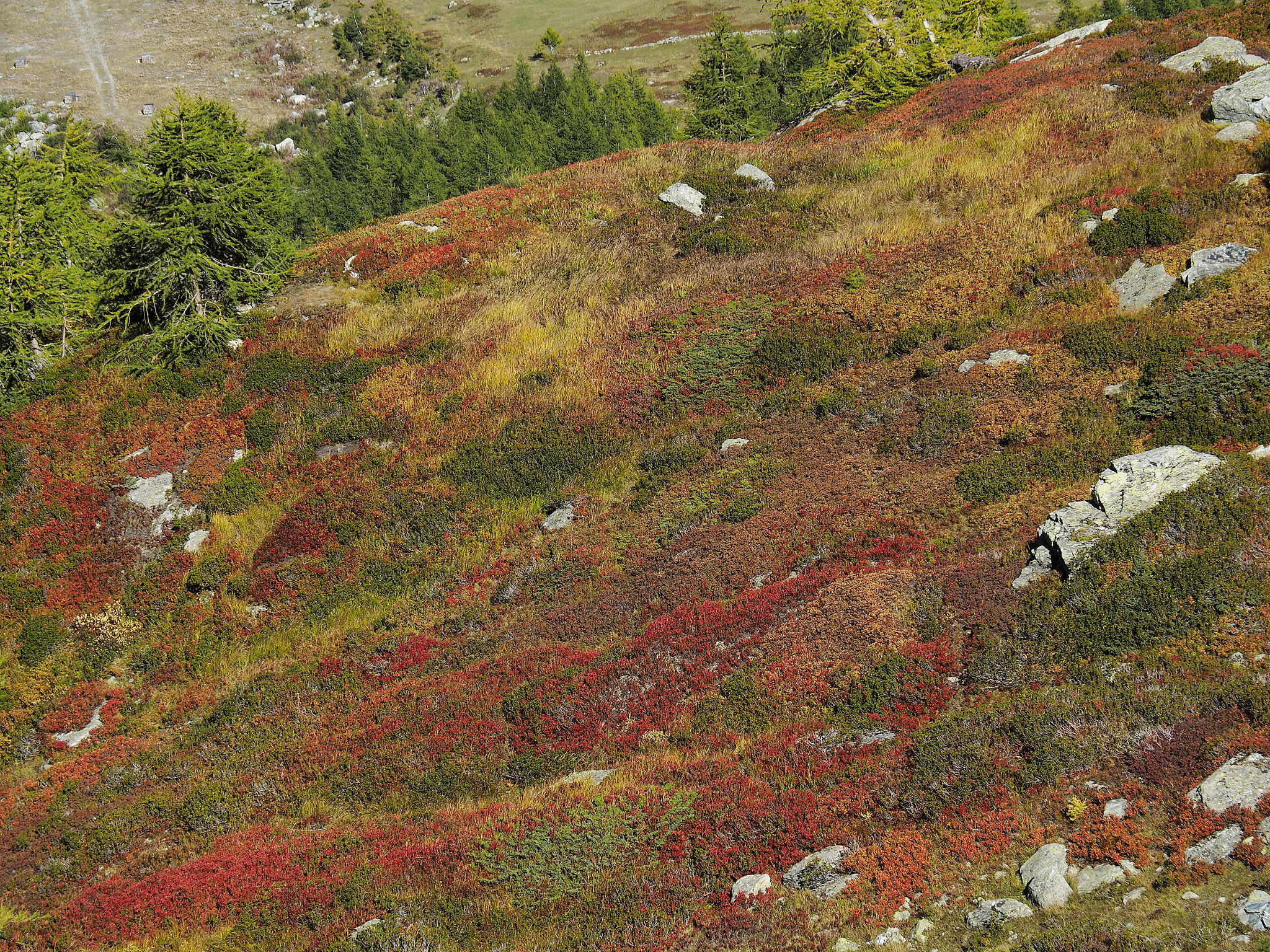 fall colors along hiking trail at simplon pass (passo del sempio