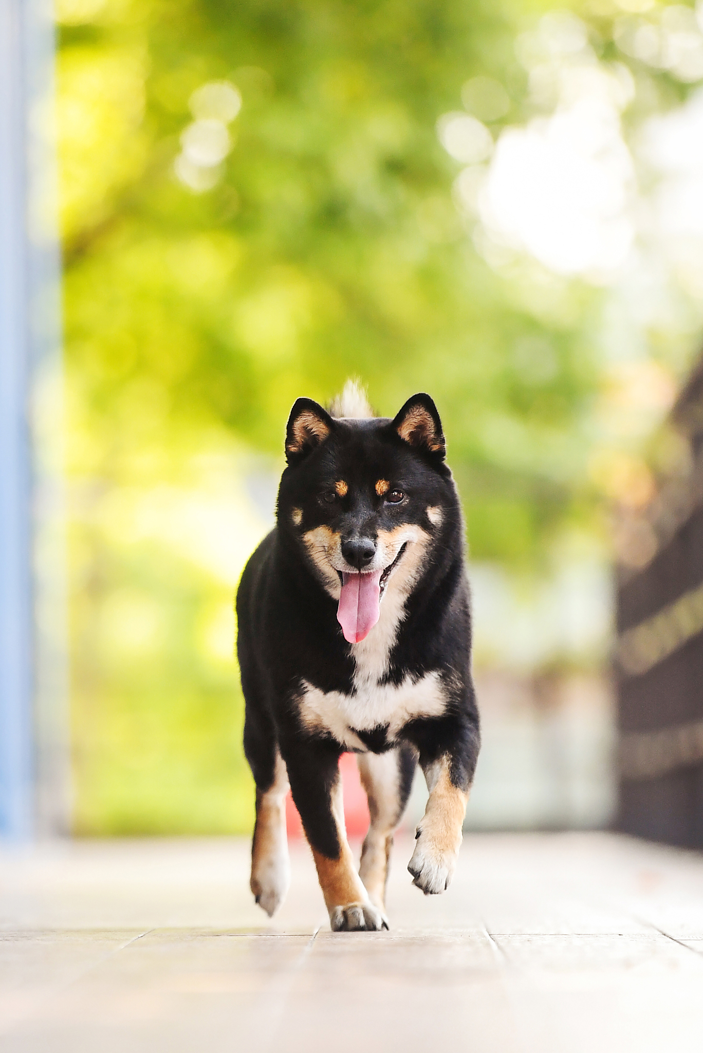 黑柴犬智商：中等水平，聪明易训！