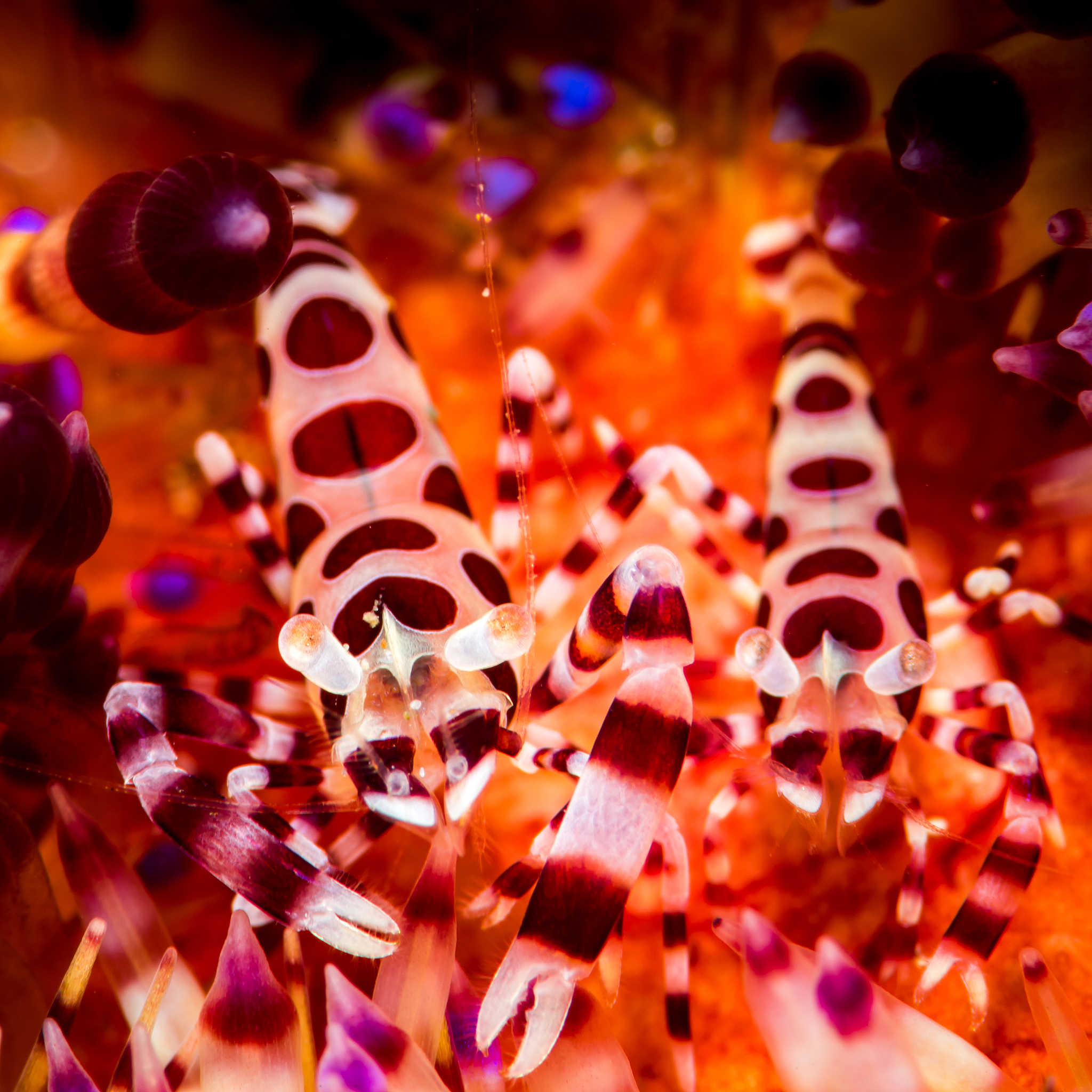 Basic and Applied Ecology 期刊：研究范围、稿件类型及投稿指南