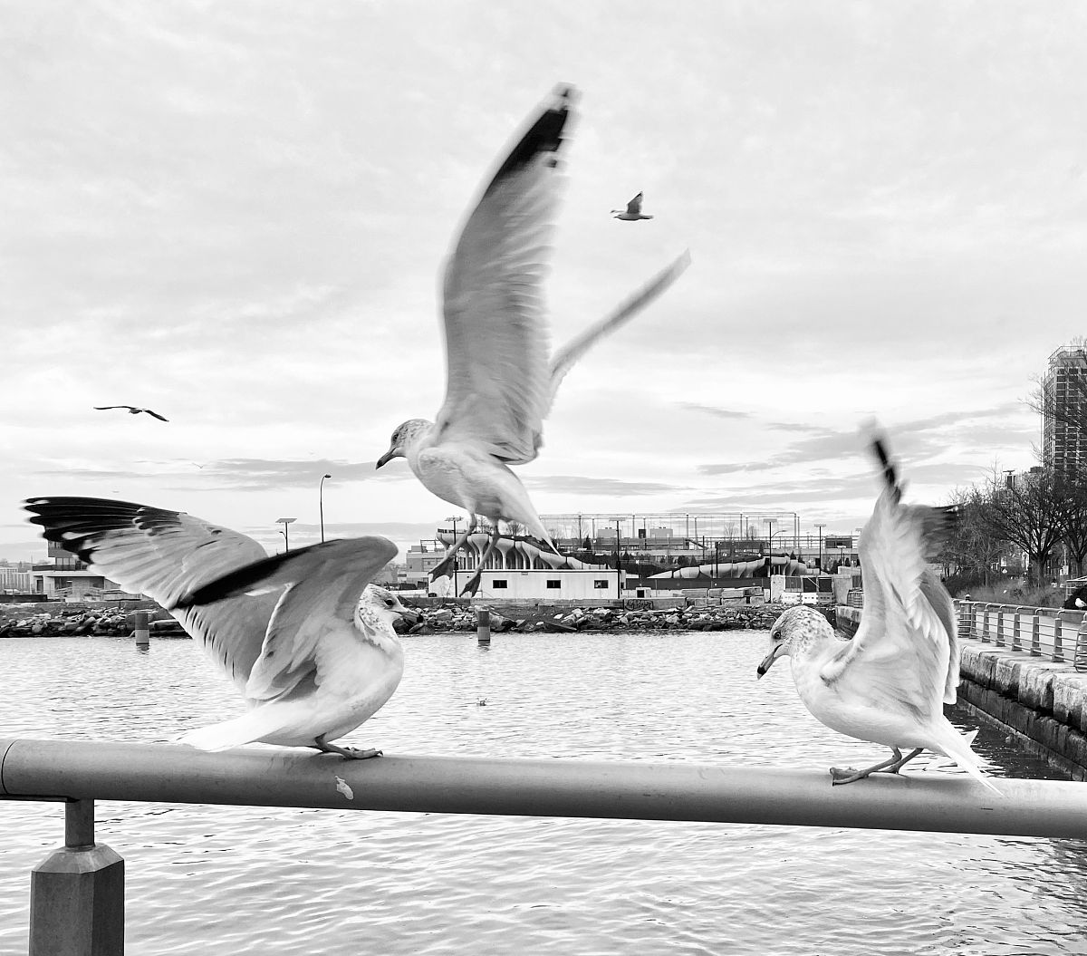 为什么海鸥单脚站立？一个让你捧腹大笑的笑话！