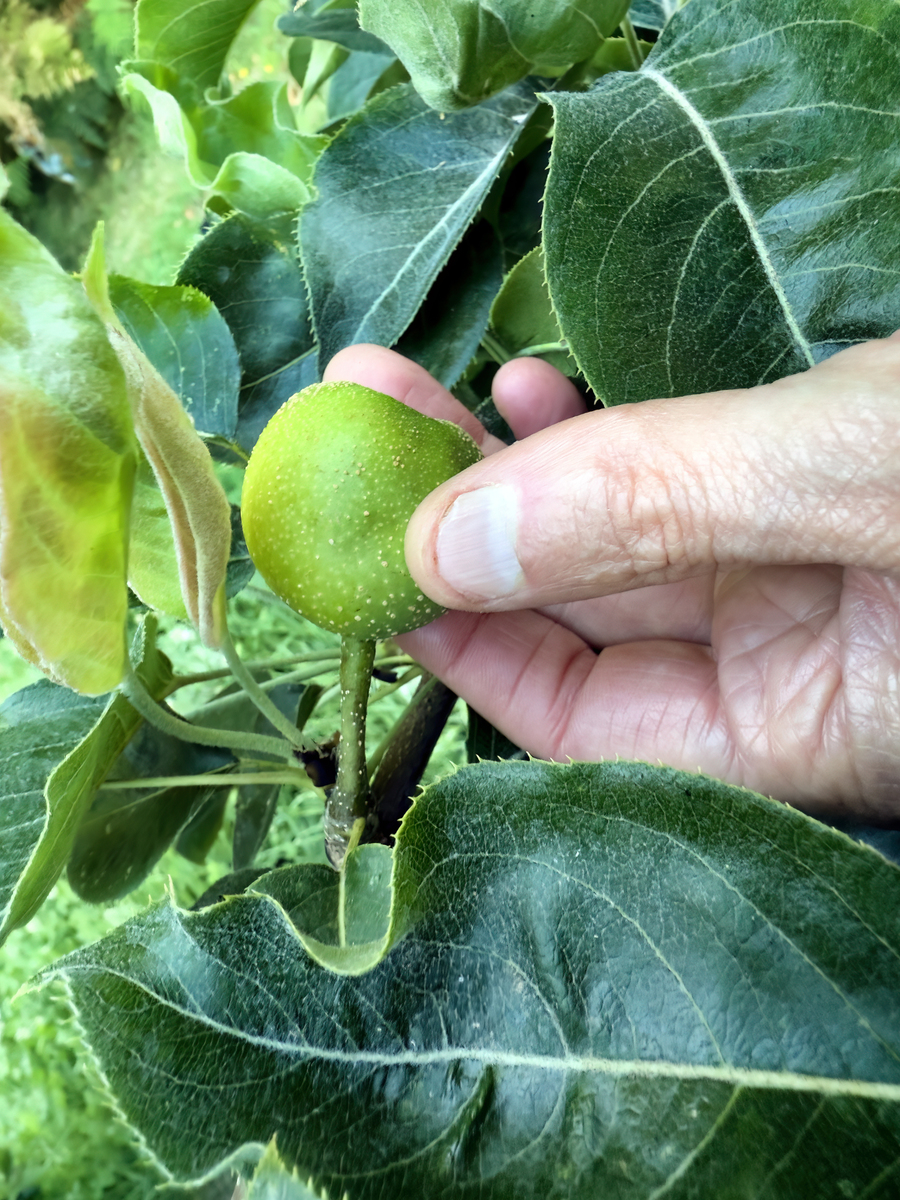 李子树起花苞后为什么突然干枯帮我用230字详细描述