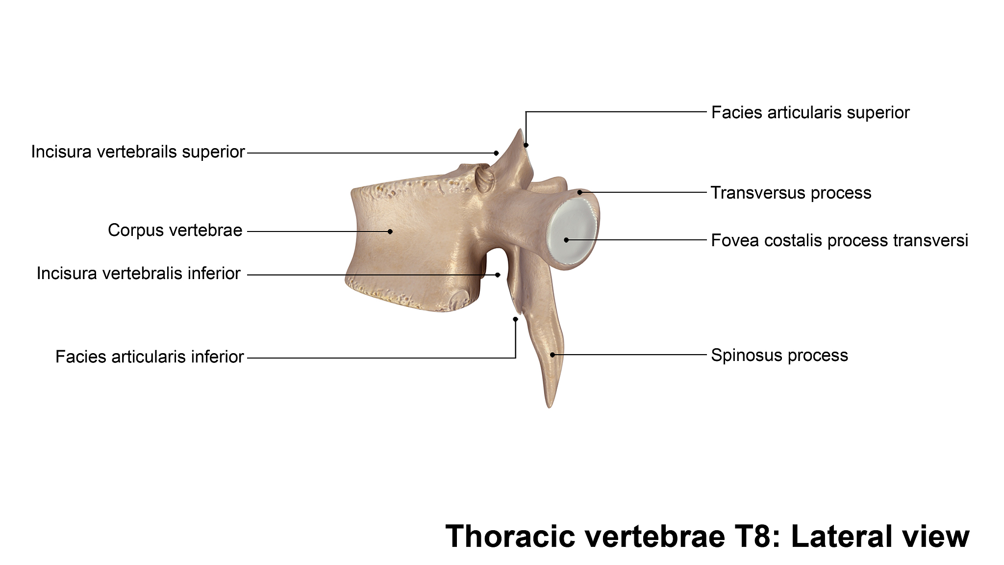 解剖学作业答案：翼点、椎间孔、骨膜、胸骨柄、颅囟、颈椎、胸椎、腰椎、全身骨骼名称