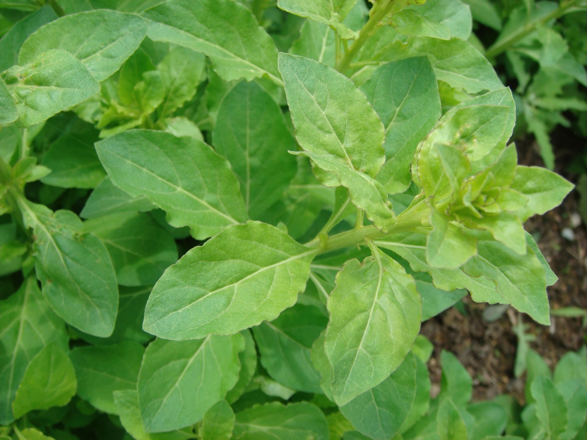 灌南苦菜汤，驱寒去湿，缓解胃部不适