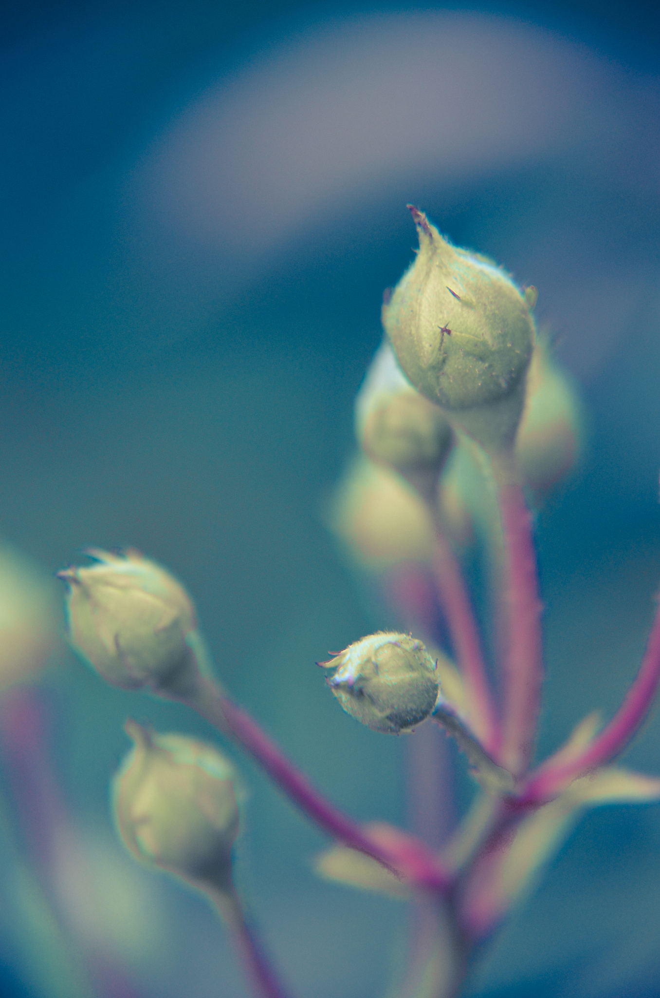 white rose bud on a garden background. new buds.