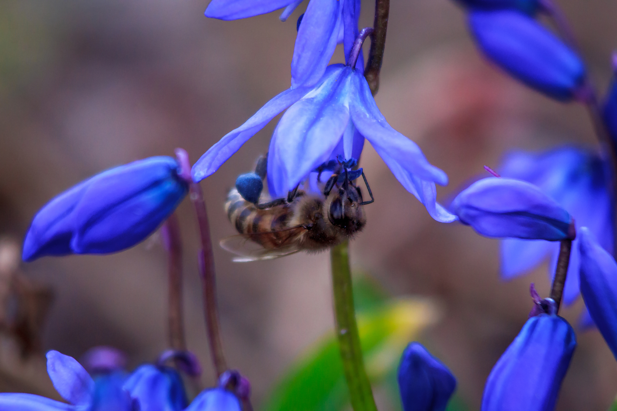 bees eat from a blue flower. the bee is eating. blue spring flow