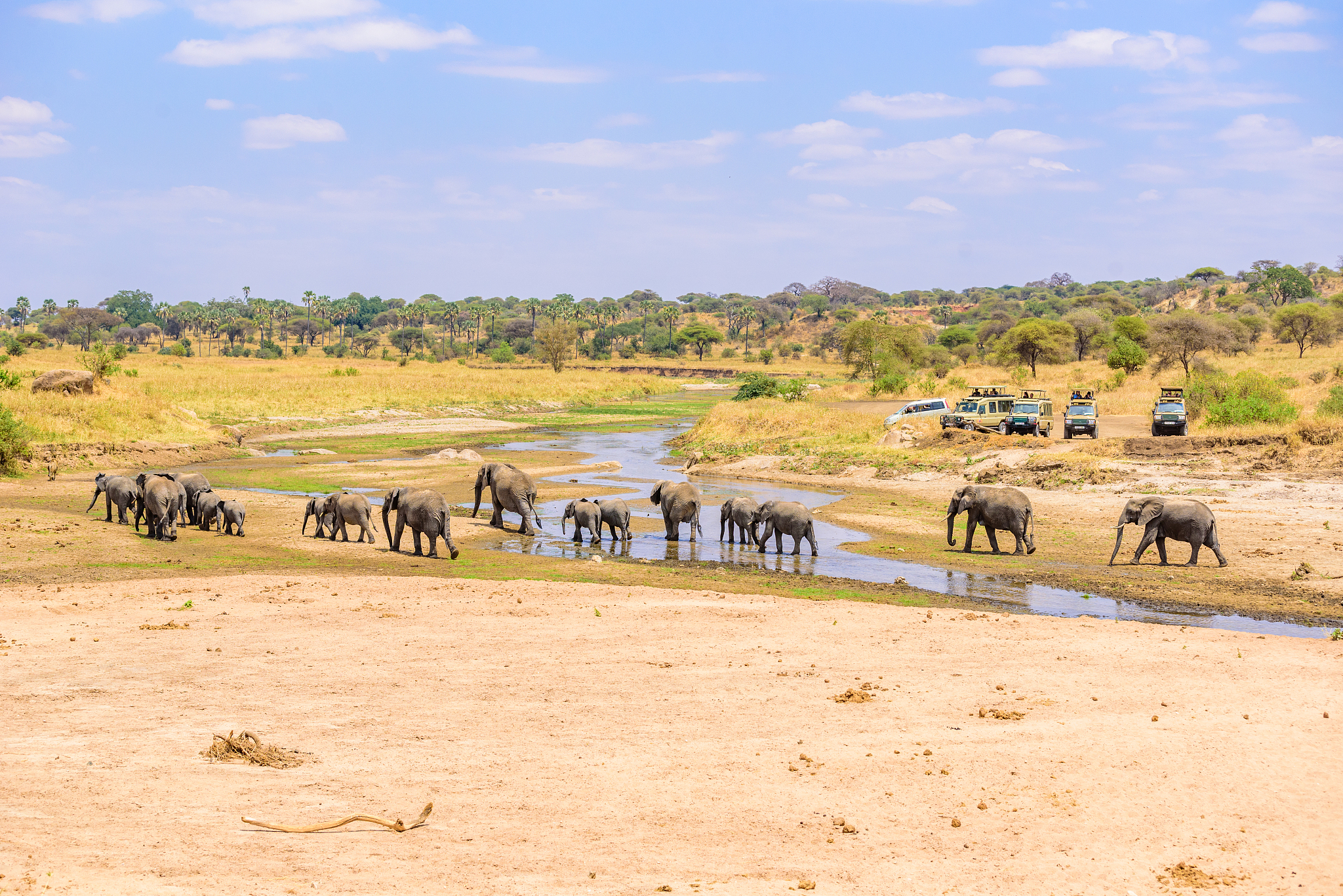 family of elephants and lions at waterhole in tarangire national
