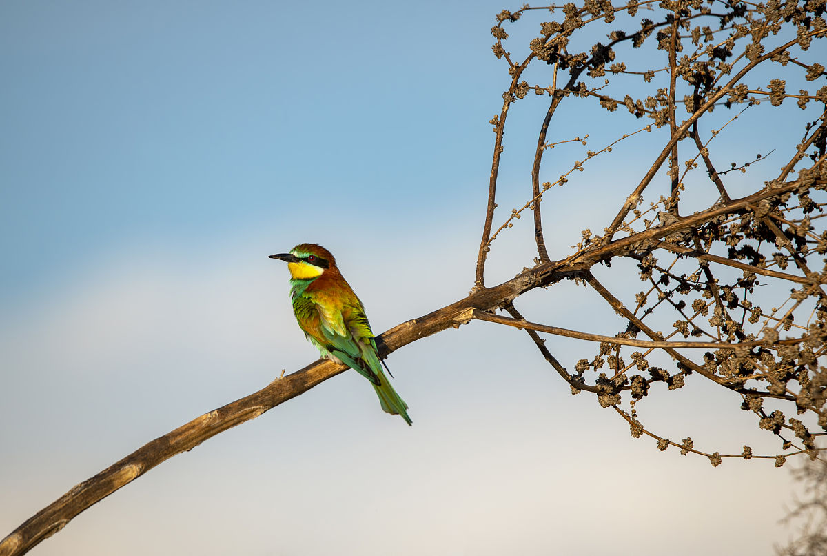 爆笑！蜜蜂的休息日 - 你绝对想不到它们在星期天做什么！