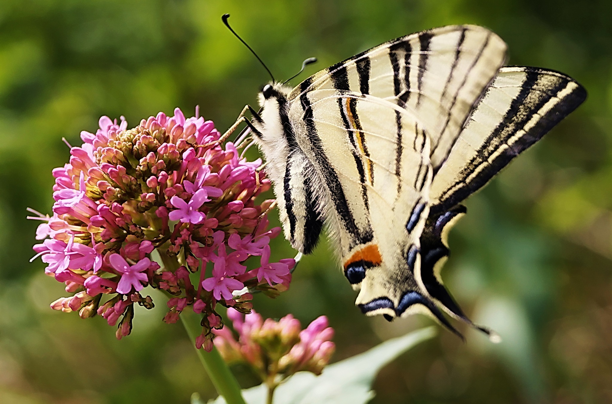 《阴阳师》在IP运营强化IP文化策略500字