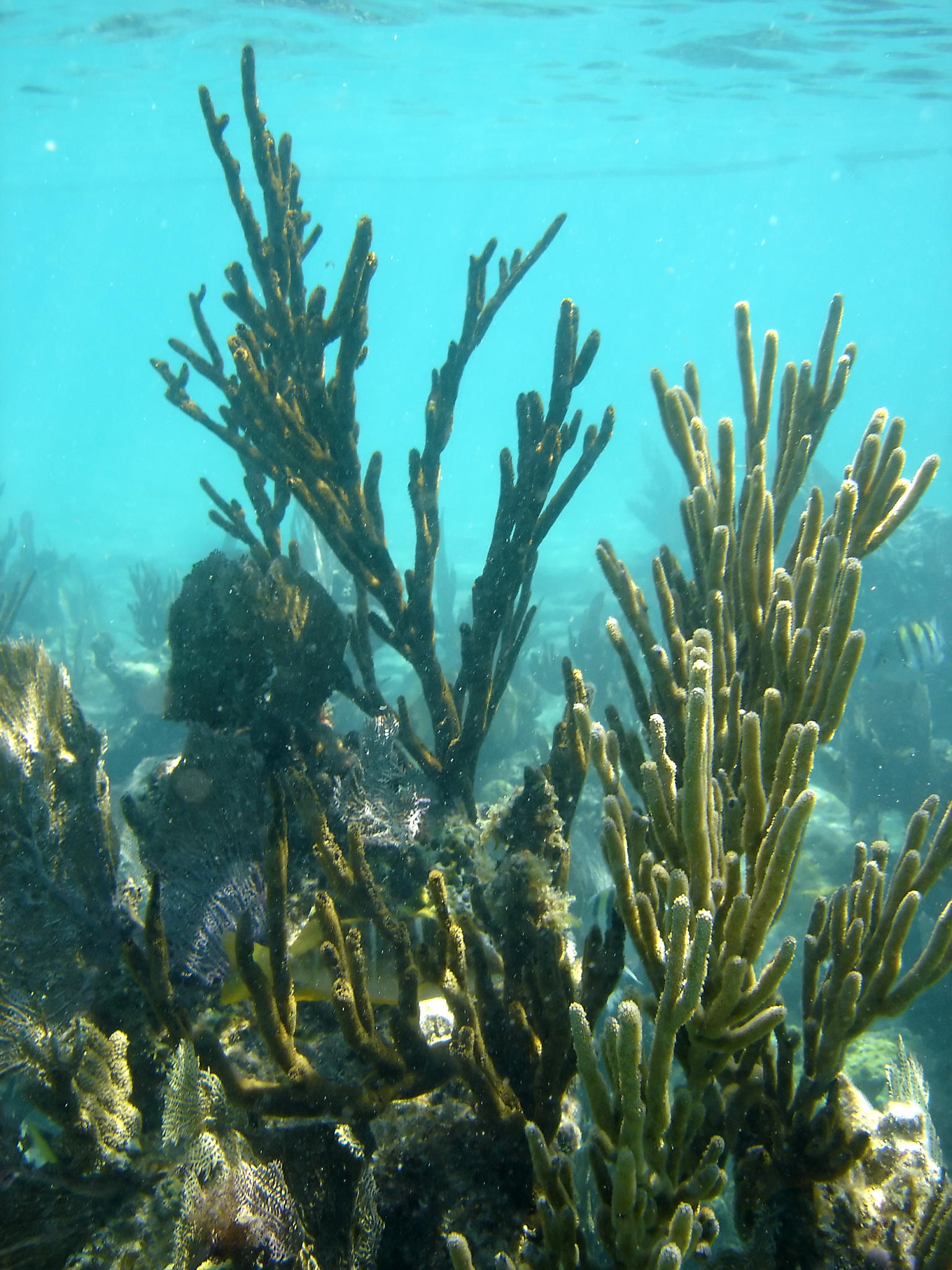 提出针对性的改进意见和建议不断优化生物习题设计模型提高习题的质量和适用性。