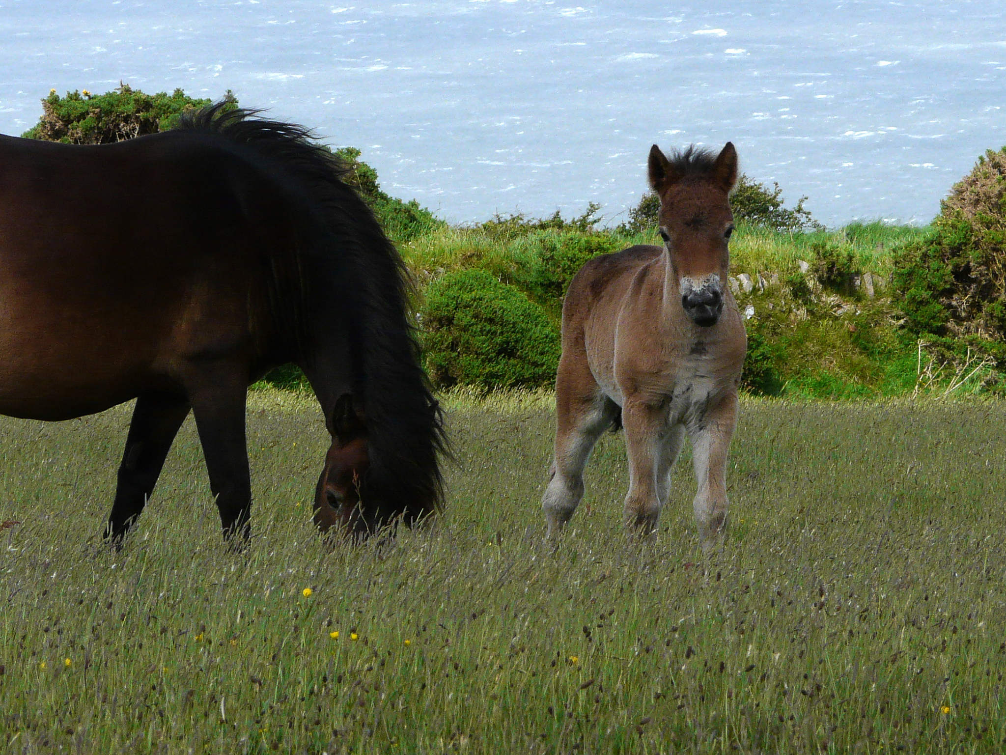exmoor