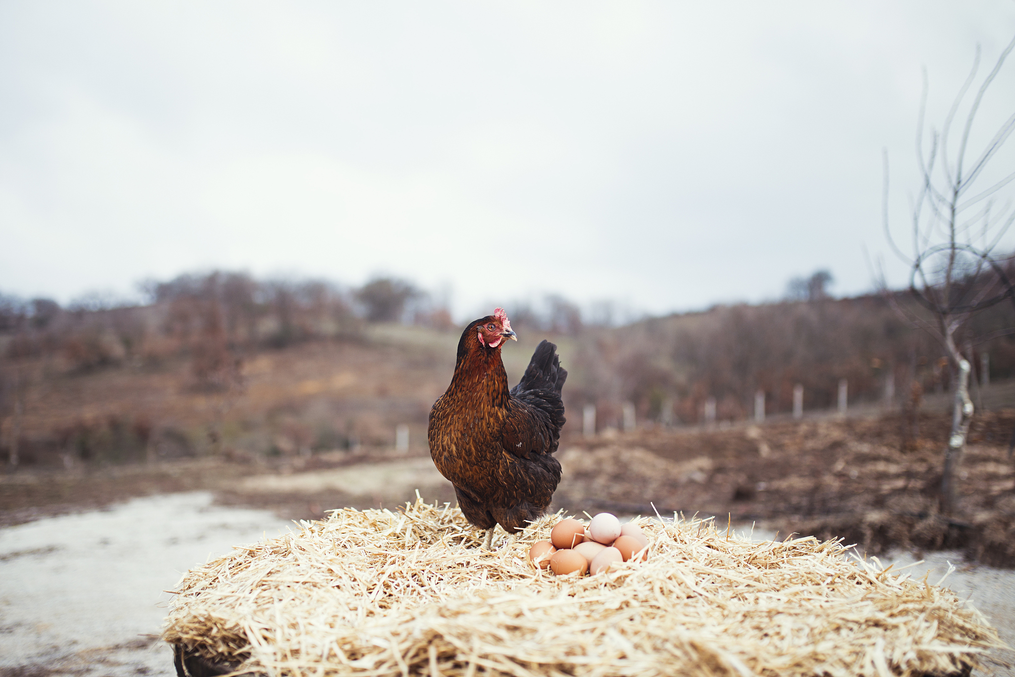 低产蛋鸡与病死鸡有什么不好的影响？