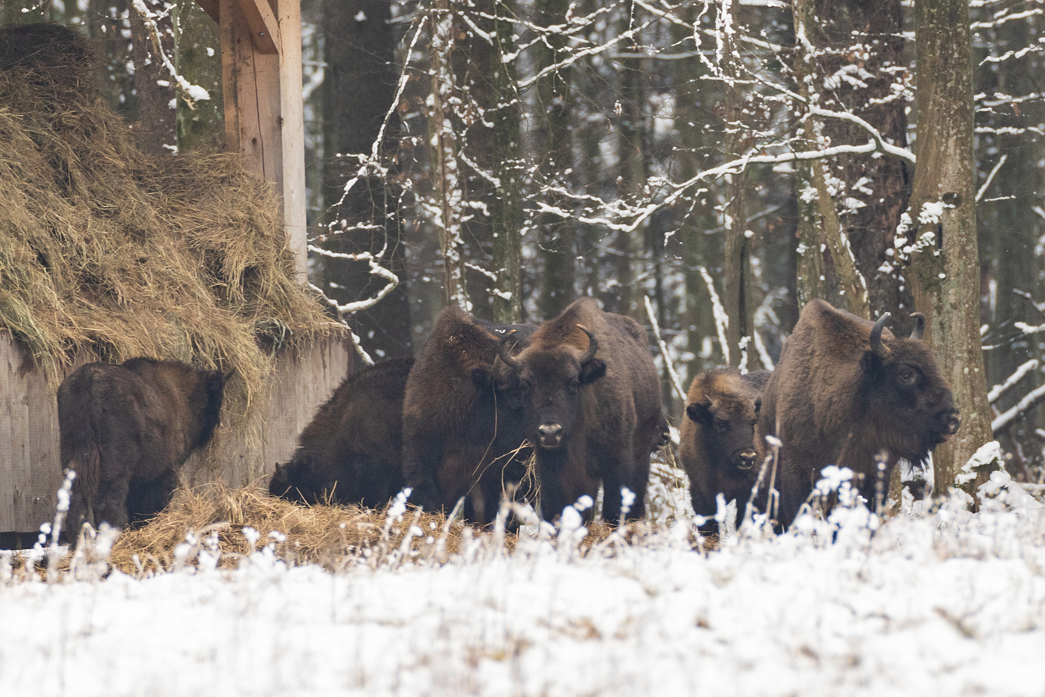 european bison(bison bonasus) herd